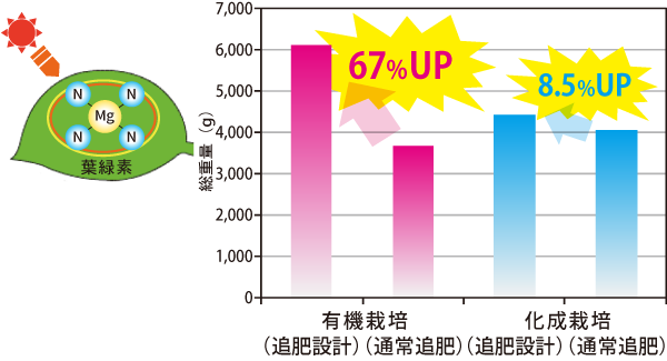 収穫量のグラフ：有機栽培では67%アップ。化成栽培では8.5%アップ。